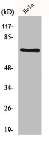 HSPA8 Antibody