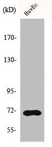 HSPA8 Antibody