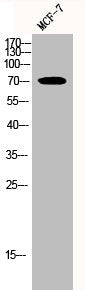 HSPA1L/HSPA1A Antibody