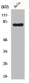 HSPA5 Antibody