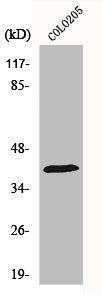 DNAJB1 Antibody