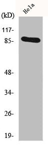 HSP90AA1 Antibody