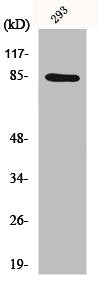 CHUK Antibody