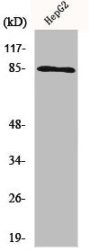 CHUK/IKBKB Antibody