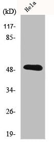IL11RA Antibody