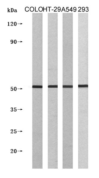 IL13RA1 Antibody