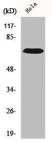 IL17RC Antibody