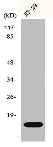 IL2 Antibody