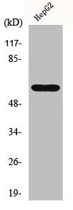 IL20RA Antibody