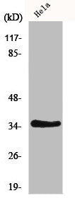IL20RB Antibody