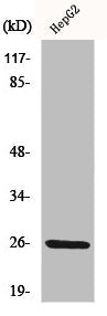 IL32 Antibody