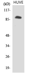IL4R Antibody