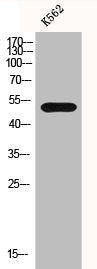 IL7R Antibody