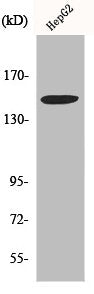 ITGA3 Antibody