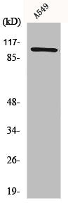 ITGB3 Antibody