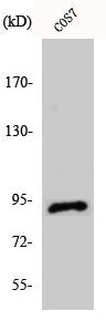 ITGB5 Antibody