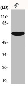 IRAK2 Antibody