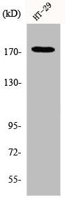 IRS1 Antibody