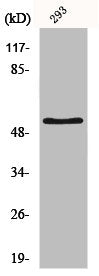 IRX2 Antibody