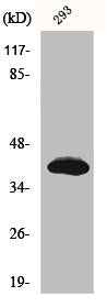 ISL2 Antibody
