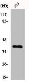 COPS5 Antibody