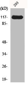 JAK2 Antibody