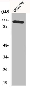 MAPK8IP1 Antibody