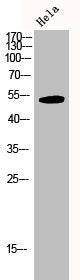 MAPK8/MAPK9/MAPK10 Antibody