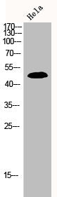 MAPK8/MAPK9/MAPK10 Antibody
