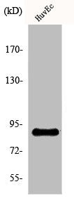 SLC4A1AP Antibody