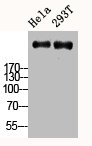 MKI67 Antibody