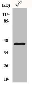KCNJ11 Antibody