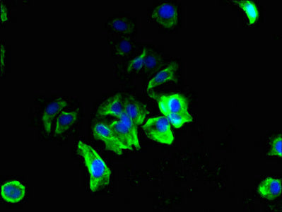 SMCO3 Antibody
