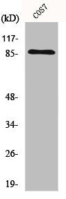 XRCC5 Antibody