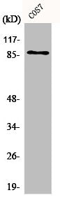 XRCC5 Antibody