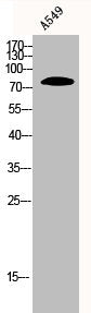 XRCC5 Antibody