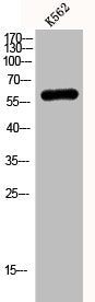 KCNC1 Antibody