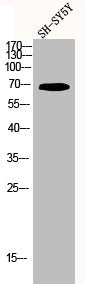 KCNC4 Antibody