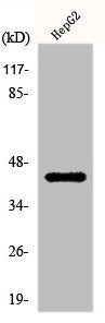 KCNAB3 Antibody