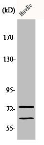 LMNA Antibody
