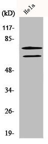 LMNA Antibody