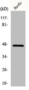 CERS4 Antibody