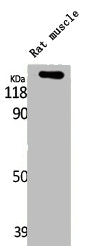 LATS1/LATS2 Antibody