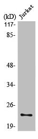LDLRAD1 Antibody