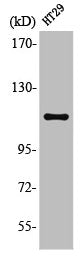 ARHGEF2 Antibody