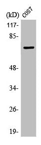 LIMK1/LIMK2 Antibody
