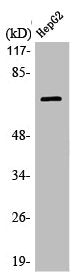 LIMK2 Antibody