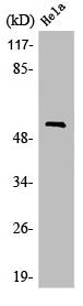LILRA1 Antibody