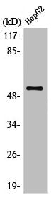 LILRA2 Antibody