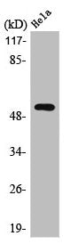 STK11 Antibody